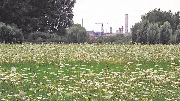 Blühstreifen in der Worringer Aue