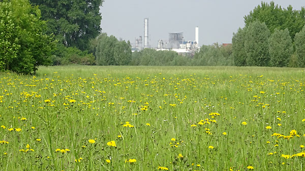 Blühstreifen in der Worringer Aue