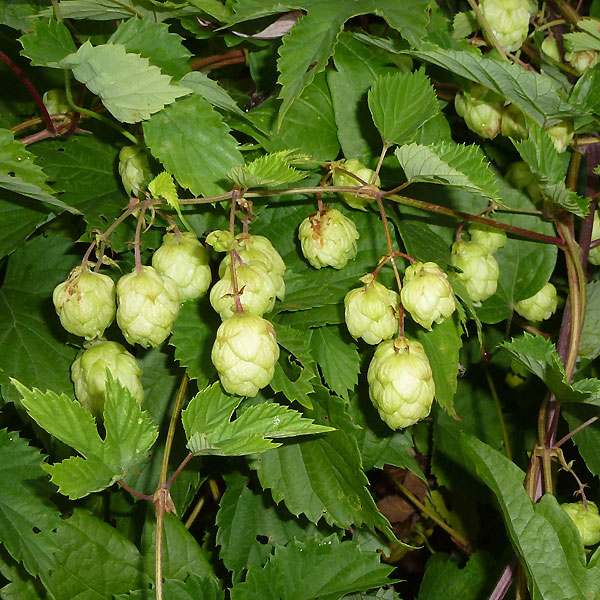 Hopfen in der Langeler Aue