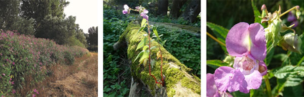 Trocken gefallenes Schotterbett mit Sonnenblume