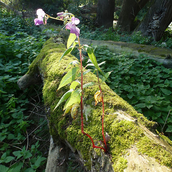 Schwanenblume