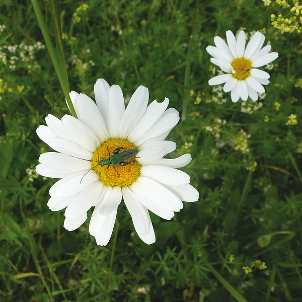 Margerite auf dem Langeler Damm