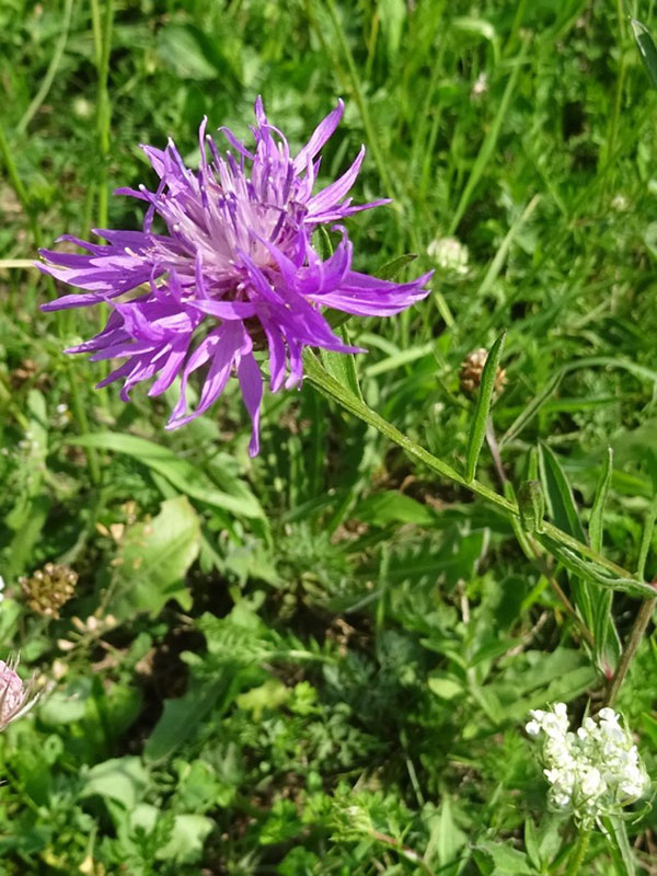 Wiesen-Flockenblume in der Worringer Aue