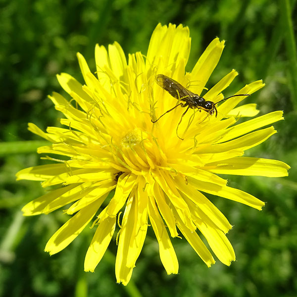 Wiesen-Pippau in der Worringer Aue