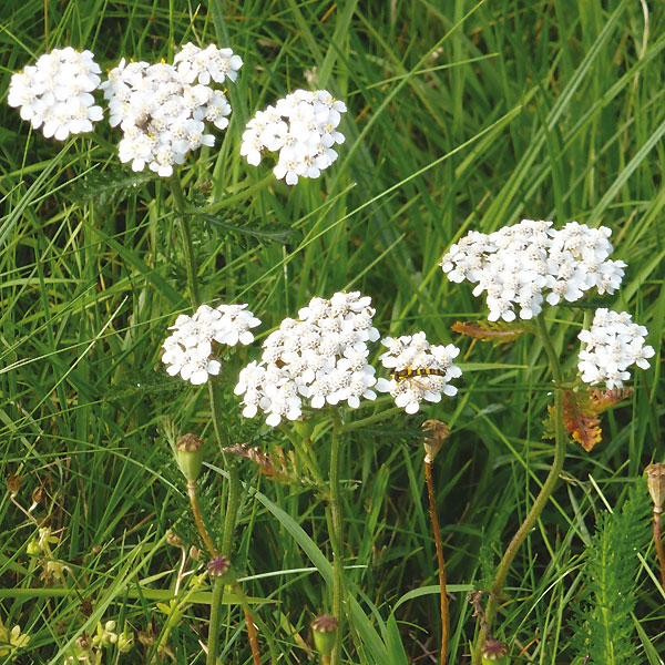 Wiesen-Schafgarbe auf dem Langeler Damm;