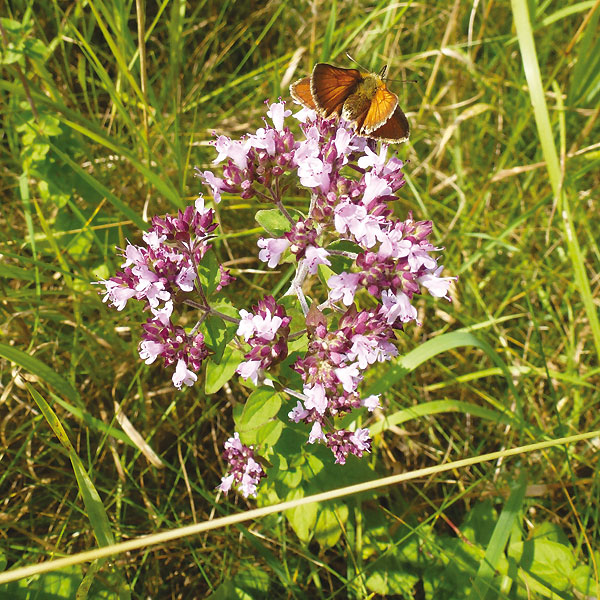 Wilder Majoran in der Worringer Aue