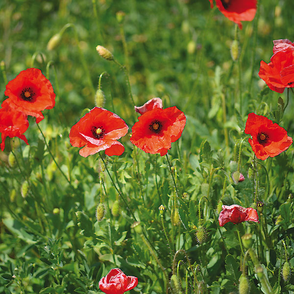 Klatschmohn in Zingsheim