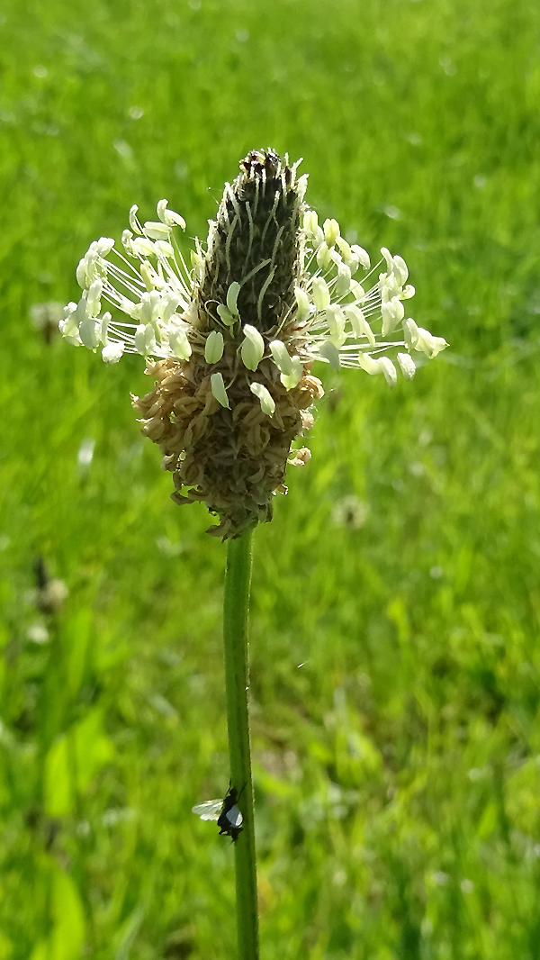 Spitzwegerich in der Worringer Aue