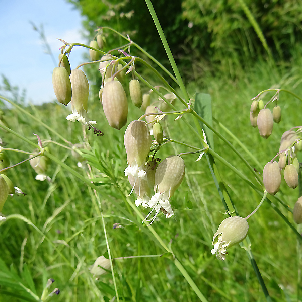 Taubenkropf-Leimkraut in der Worringer Aue