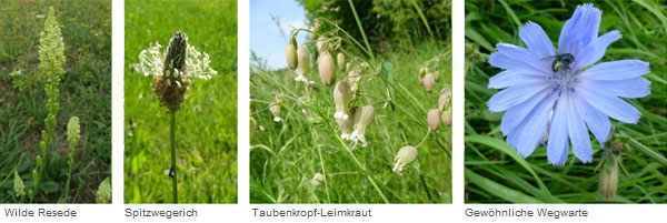 Brutvögel in Naturschutzgebiet