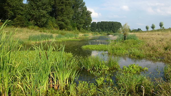 Trocken gefallenes Schotterbett des Rheines