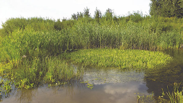 Trocken gefallenes Flussbett mit Körbchenmuscheln