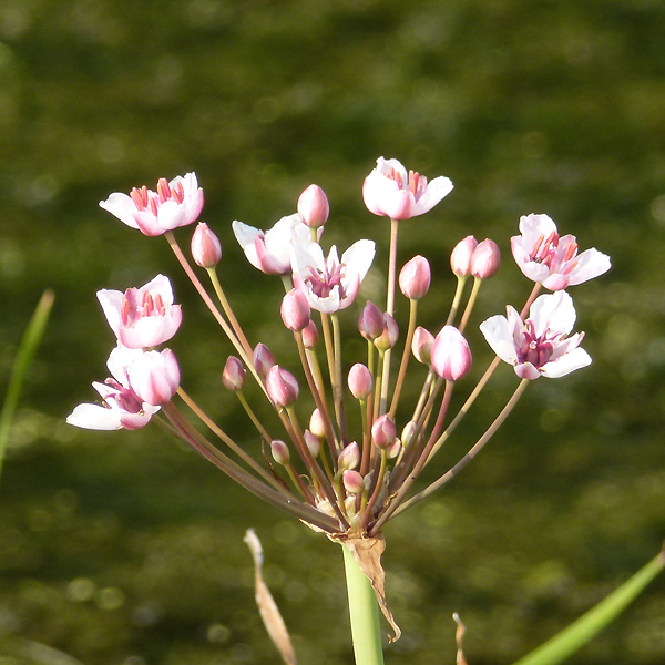 Schwanenblume