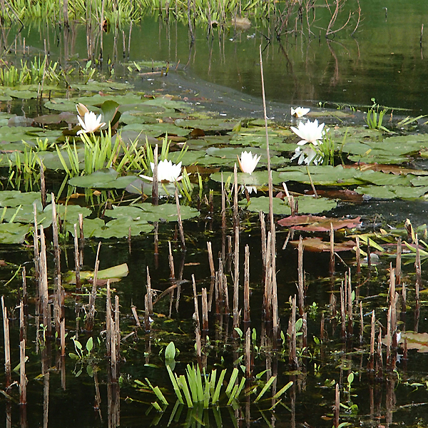 Weiße Seerose