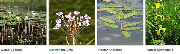 Stillwasser und Sumpf - Pflanzen