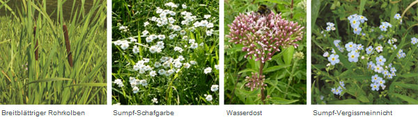 Stillwasser und Sumpf - Pflanzen