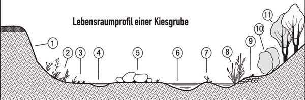 Lebensraumprofil Kiesgrube