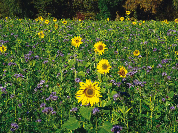 Zwischenfruchtanbau mit Sonnenblumen und Büschelschön