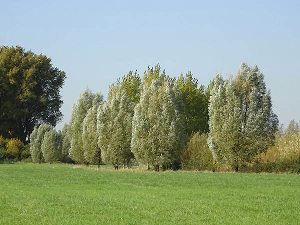 Kopfbäume nördlich des Werthweges