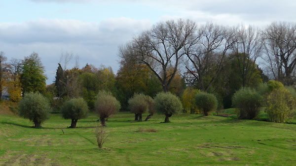 Kopfweidenreihe in der Rheinaue