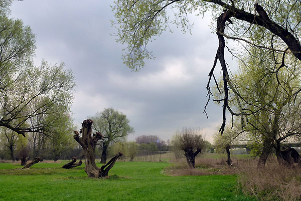 Kopfweiden in der Rhein/Siegaue