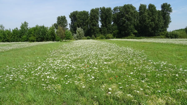 Blühstreifen in der Glatthaferwiese