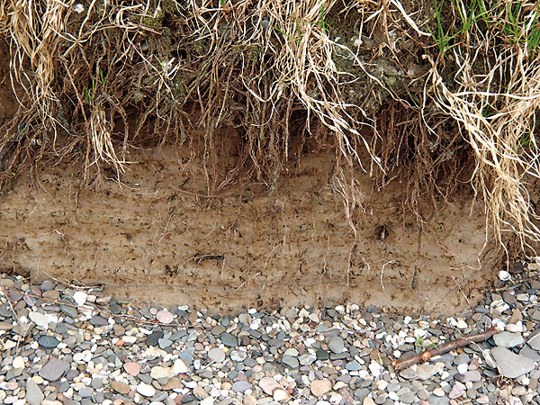 Brutvögel in Naturschutzgebiet