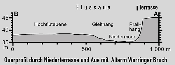 Querprofil durch Niederterrasse