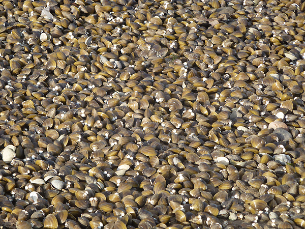 Trocken gefallenes Flussbett mit Körbchenmuscheln