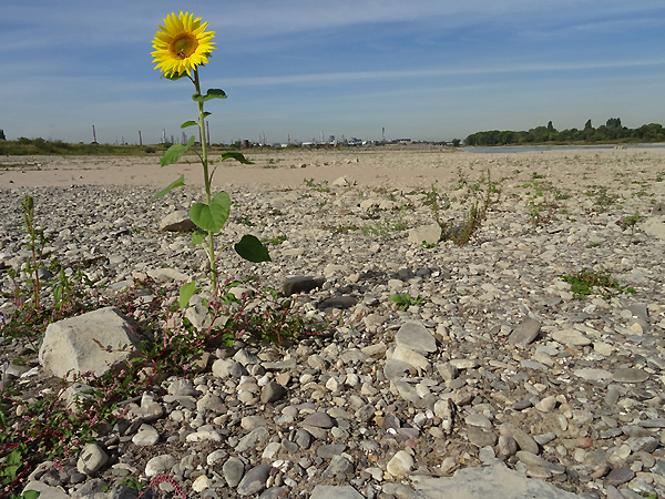 Trocken gefallenes Schotterbett mit Sonnenblume