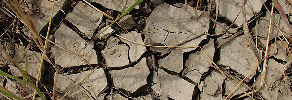 Trockenrisse in feinkörnigen Hochwassersedimenten