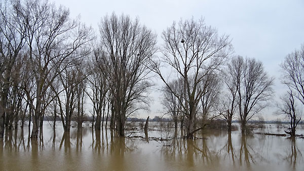 Hochwasser in der Worringer Aue