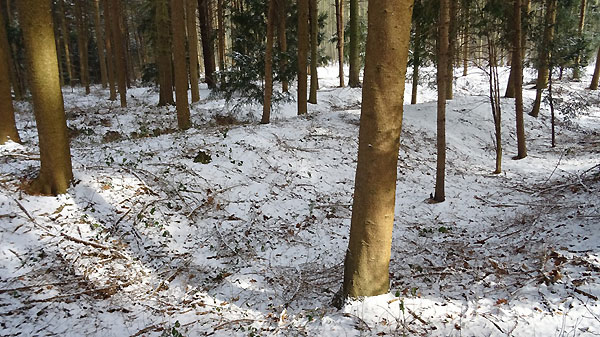 Bild 3: Gräben im Rheinarm