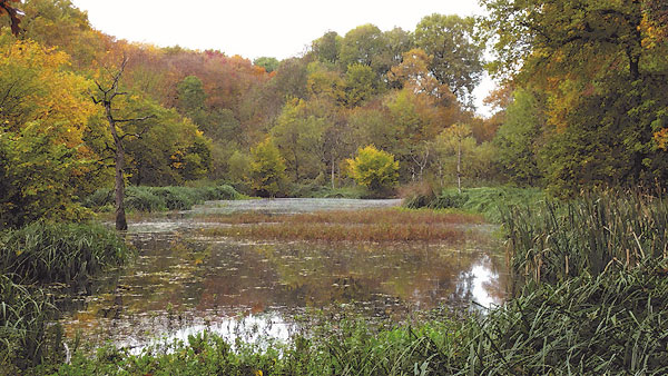 Bild 8: Rheinrinne am ehemaligen Altenhof